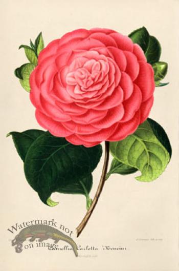 Camellias